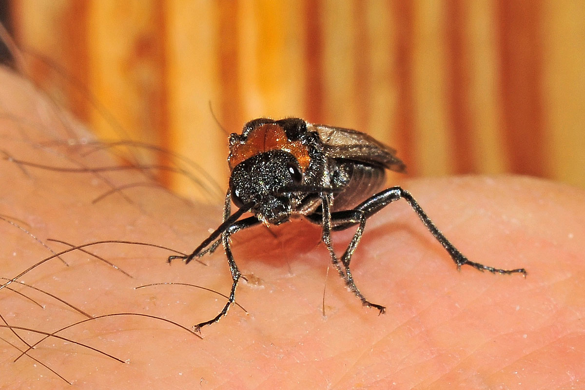 Tenthredinidae N 11 Dolerus sanguinicollis?